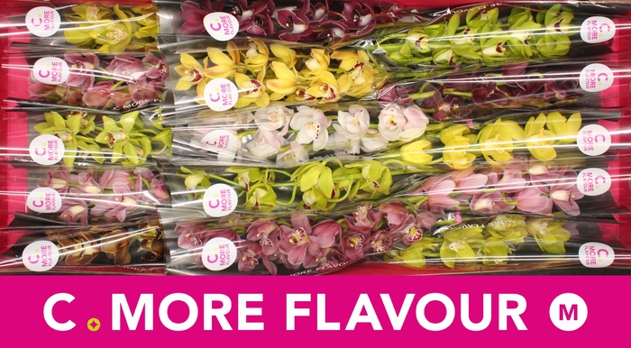 <h4>Mini cymbidium 'Mix' 50 cm</h4>