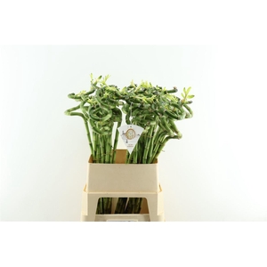 Drac Bamboo Spiral 80cm