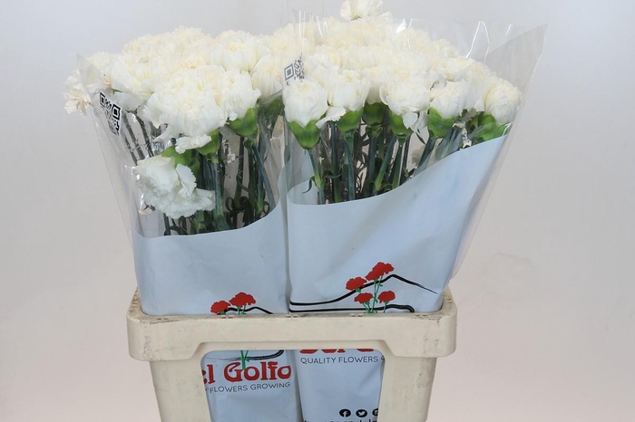 <h4>Dianthus St Holly</h4>