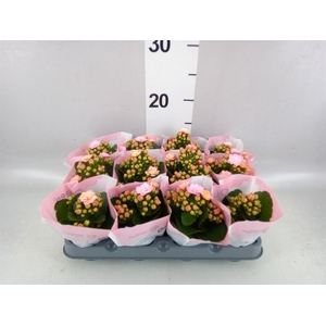 Kalanchoe blos.   ..rosebud