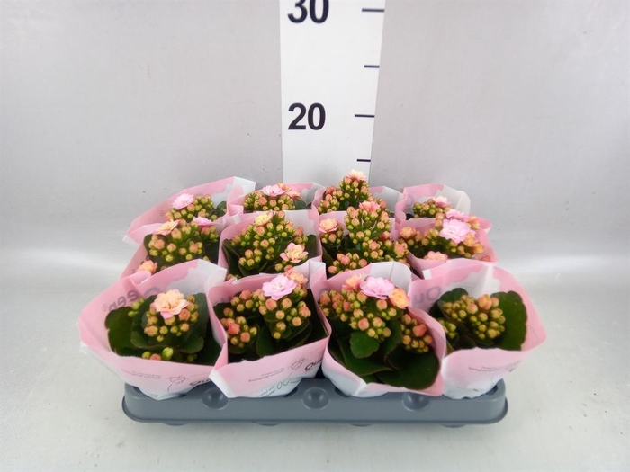 <h4>Kalanchoe blos.   ..rosebud</h4>