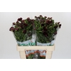 Ranunculus Magical Chocolate