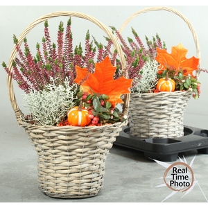 ARR TUINPLANTEN