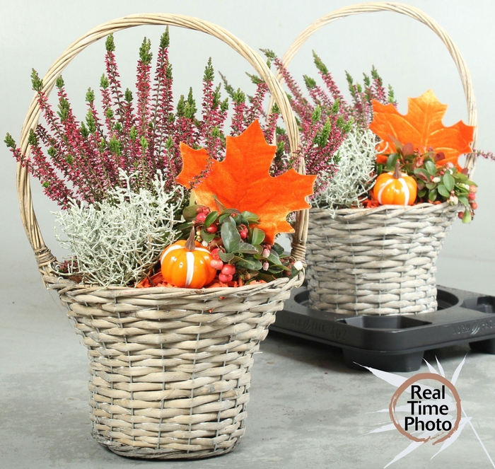 <h4>ARR TUINPLANTEN</h4>