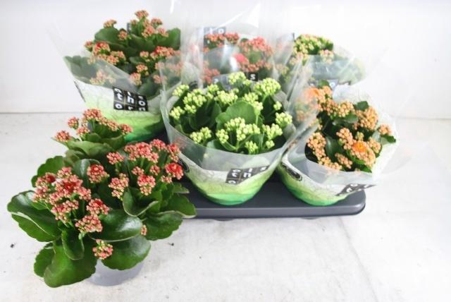 arr8 Kal Ge Gem 5 Kl