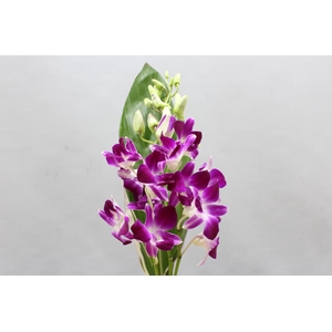 Dendro Bqt 3 Sns X 36