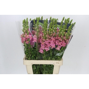 Antirrhinum Potomac Early Pink