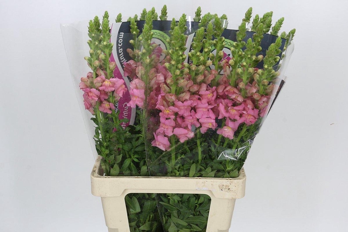 <h4>Antirrhinum Potomac Early Pink</h4>