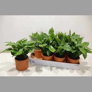 Arr Coffea Arabica In Terra Cotta