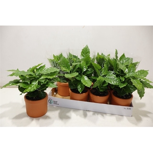 Arr Coffea Arabica In Terra Cotta
