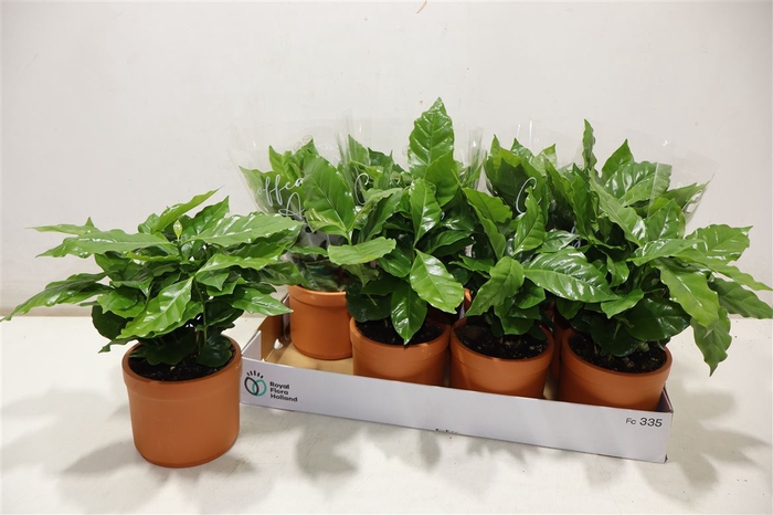 <h4>Arr Coffea Arabica In Terra Cotta</h4>