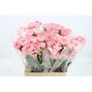 Di St Maruchi Light Pink