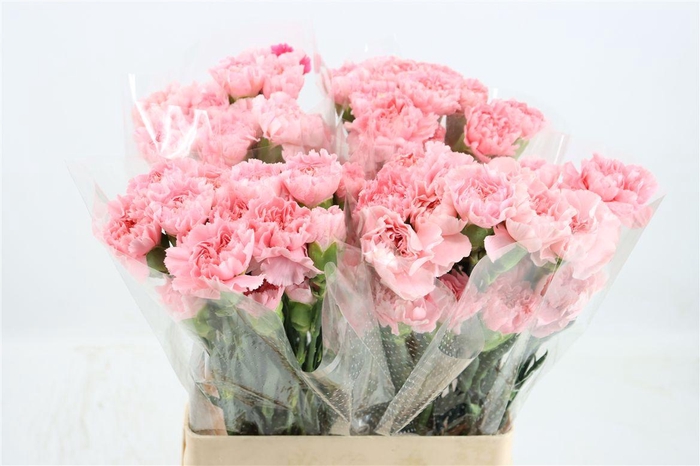 <h4>Di St Maruchi Light Pink</h4>