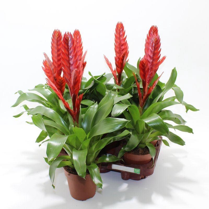 <h4>VRIES STYLE</h4>