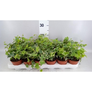 Hedera   ...variegated