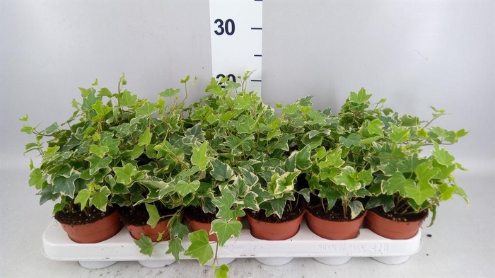 <h4>Hedera   ...variegated</h4>