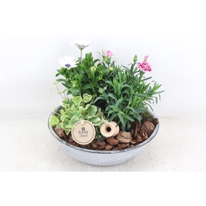 arr4 Outdoor PL - Zink antiek schaal Los