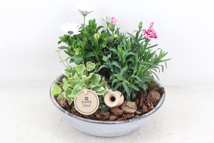 <h4>arr4 Outdoor PL - Zink antiek schaal Los</h4>