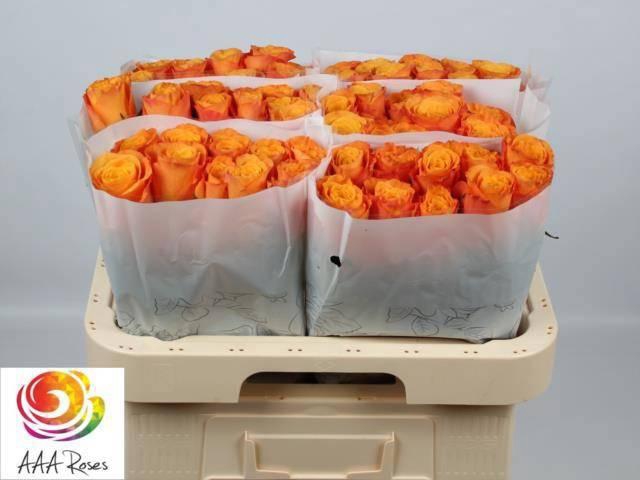 <h4>R GR CONFIDENTIAL</h4>