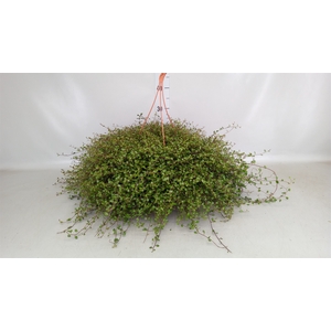 Muehlenbeckia com. 'Mao'ri'