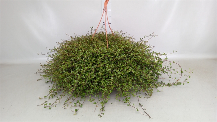 <h4>Muehlenbeckia com. 'Mao'ri'</h4>