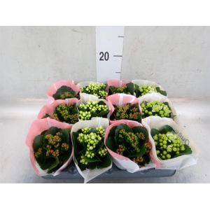 Kalanchoe blos.   ..rosebud mix  2