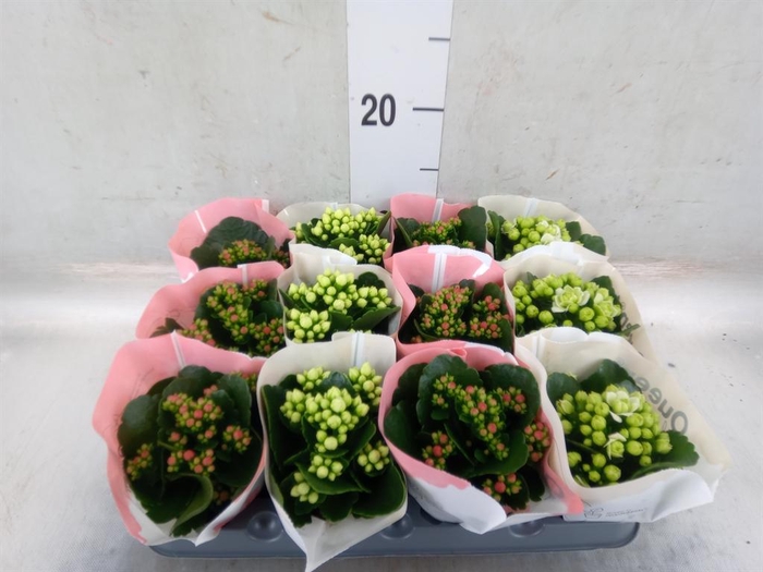 <h4>Kalanchoe blos. ..rosebud mix 2</h4>