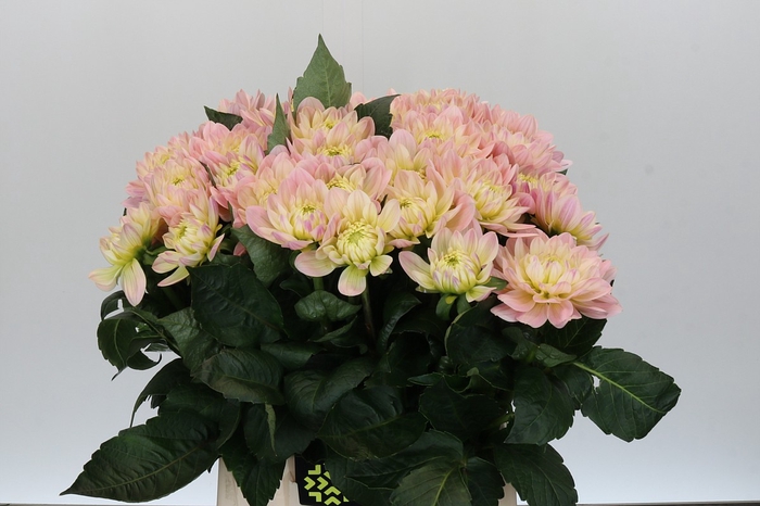 <h4>Dahlia Dianas Memory Promo</h4>