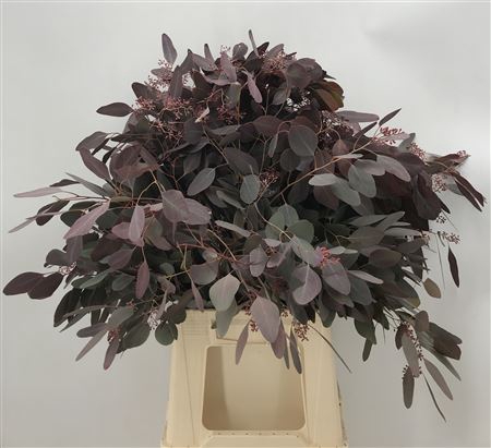 <h4>Euca Pop Bes Abs Red Koning 300</h4>