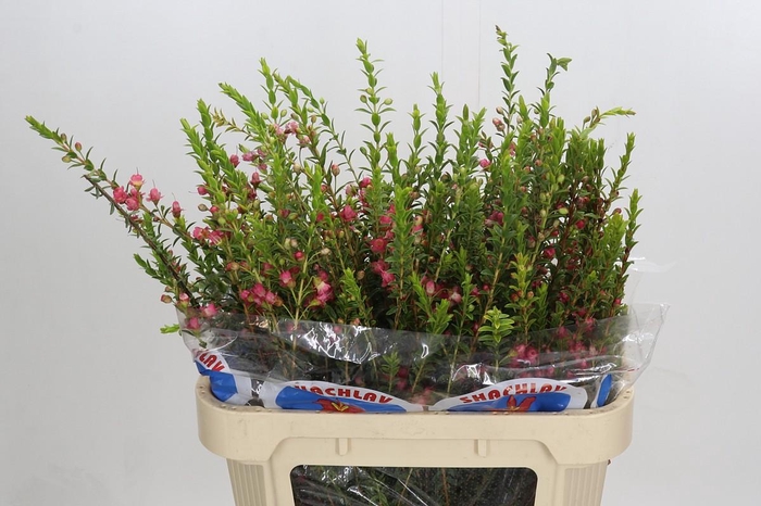 <h4>Chamecordia Rey</h4>