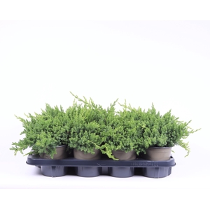 Juniperus procumbens Nana