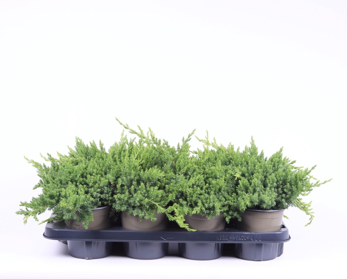 <h4>Juniperus procumbens Nana</h4>