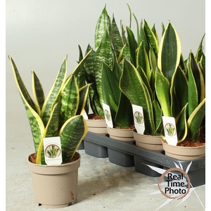 SANSEV TRIFASCIA  OV