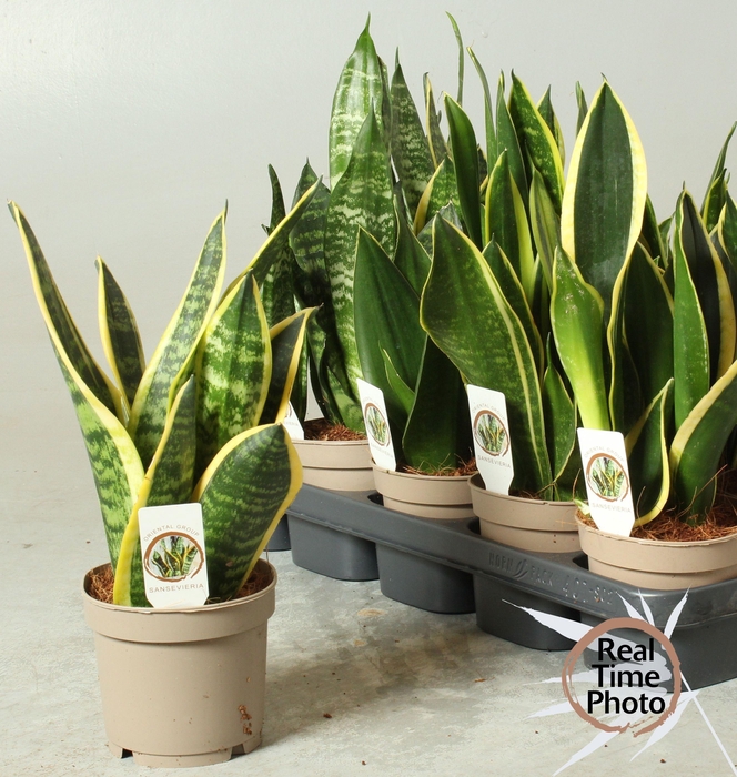 <h4>SANSEV TRIFASCIA OV</h4>