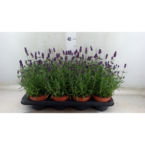 Lavandula angus. 'Hidcote'