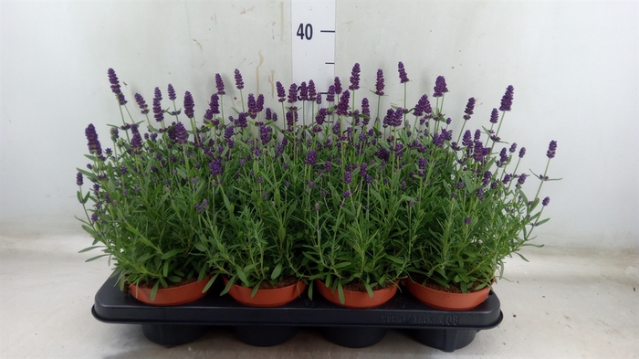 <h4>Lavandula angus. 'Hidcote'</h4>