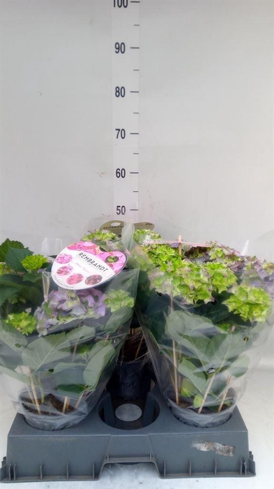 <h4>Hydrangea mac.   ...</h4>