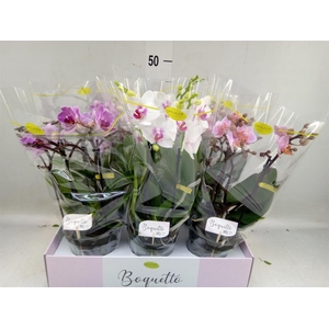 Phalaenopsis multi.   ...mix  3