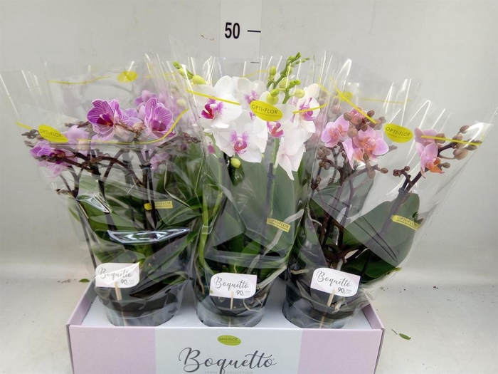 <h4>Phalaenopsis multi.   ...mix  3</h4>