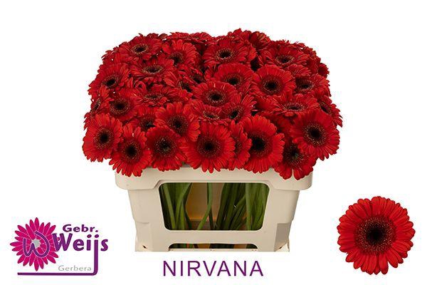 <h4>Ge Mi Nirvana</h4>