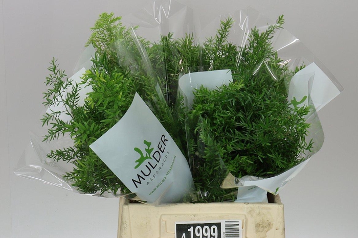 <h4>Asparagus Cwebe</h4>