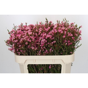 Chamelaucium Sarah's Delight