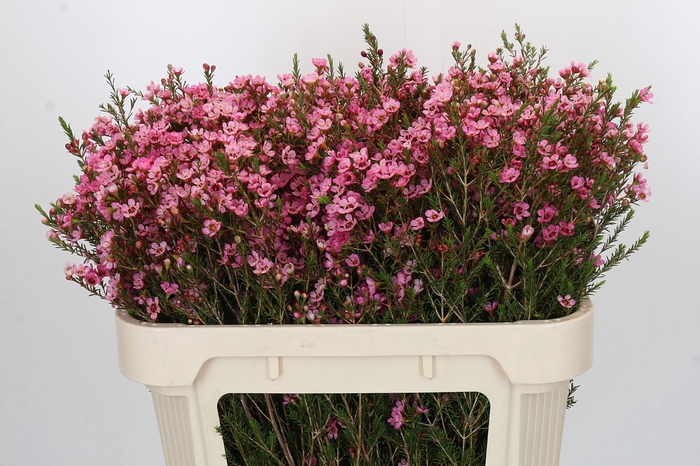 <h4>Chamelaucium Sarah's Delight</h4>