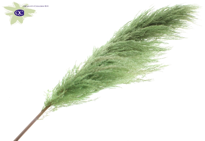 Pampas grass ± 175cm p/pc in poly light green