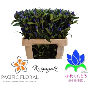 Gentiana Kagayaki Blue Dark Pacific