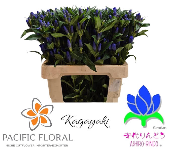 <h4>Gentiana Kagayaki Blue Dark Pacific</h4>