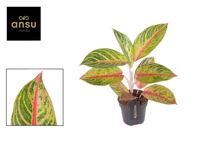 <h4>Aglaonema Red Okapi</h4>