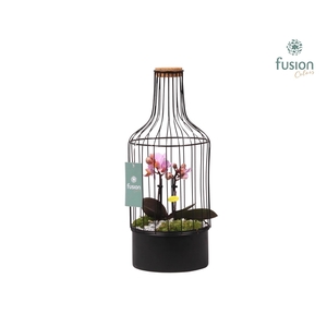 Metalen fles met kurk zwart small met Phalaenopsis