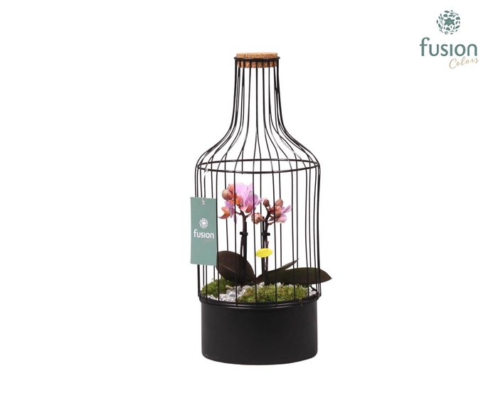 <h4>Metalen fles met kurk zwart small met Phalaenopsis</h4>