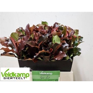 PHOT MAG VOLCANO 40CM